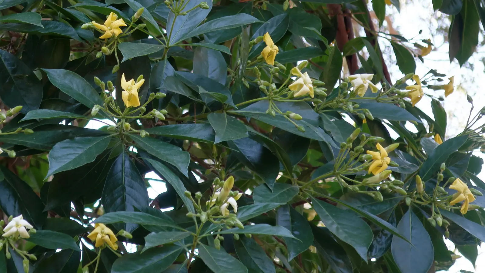 Sweetshade (Hymenosporum Flavum) — and full sun to partial shade; the Sweetshade can achieve a stately height of 20 to 30 feet with a canopy spread of 15 to 20