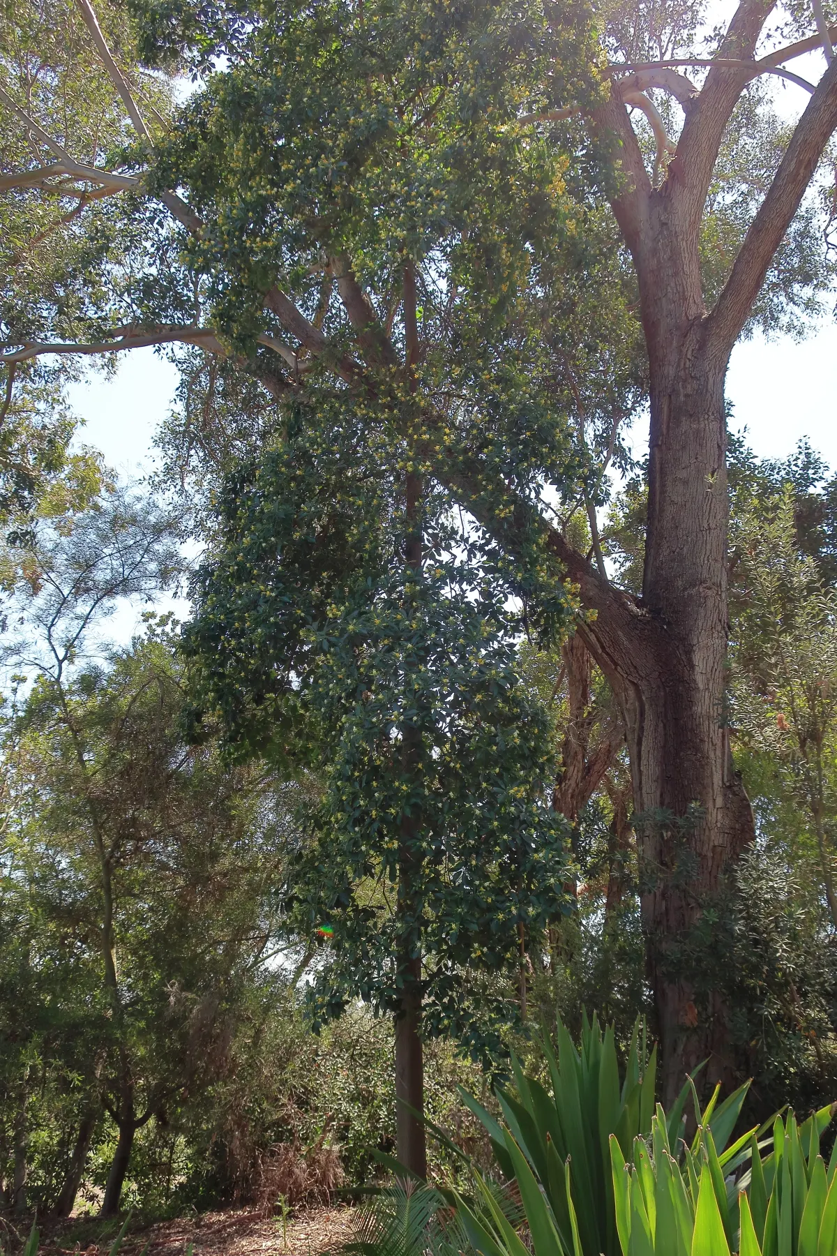 Sweetshade (Hymenosporum Flavum) — The Sweetshade can achieve a stately height of 20 to 30 feet with a canopy spread of 15 to 20 feet