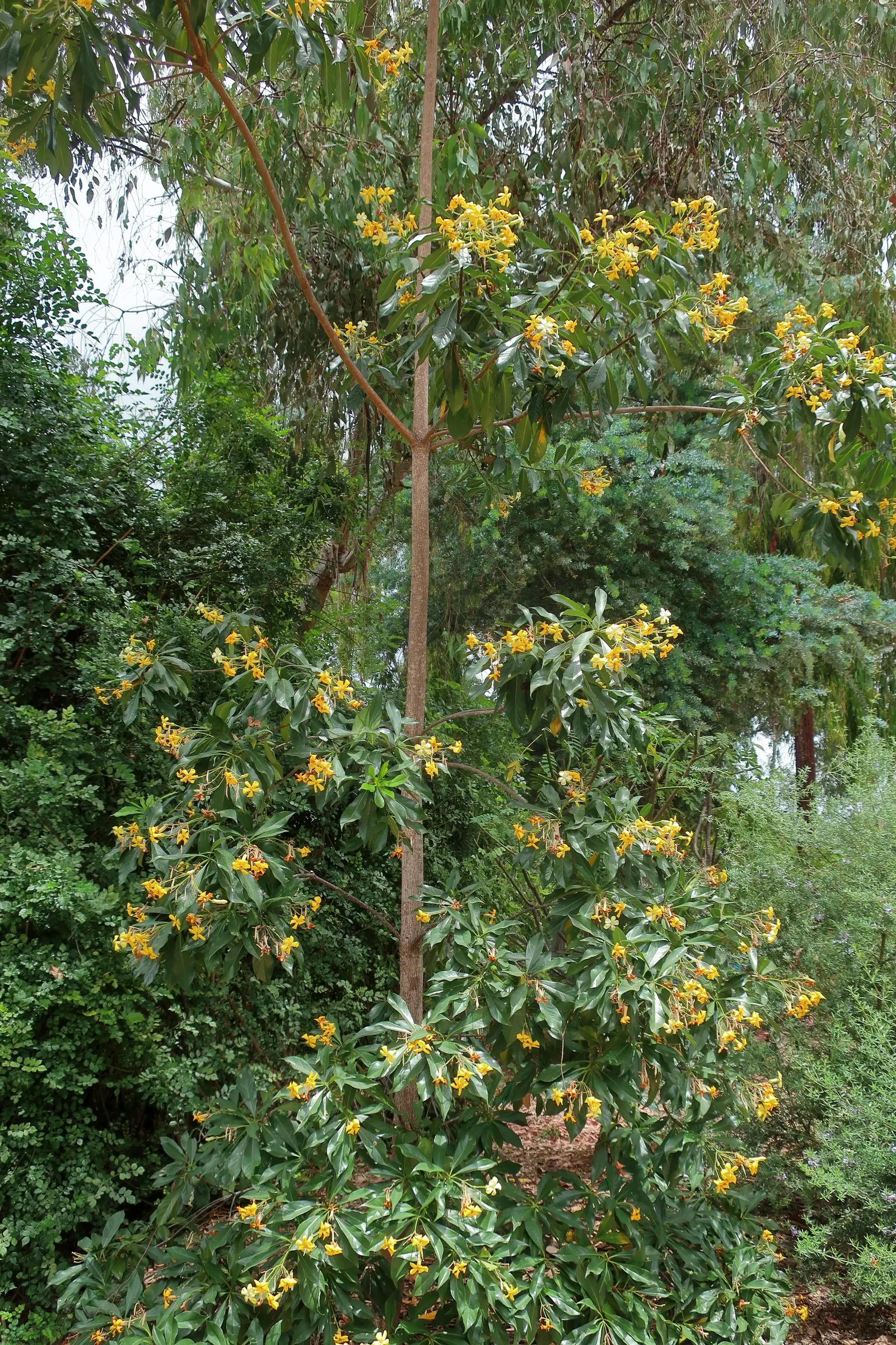 Sweetshade (Hymenosporum Flavum) — These flowers exude a rich, image 41