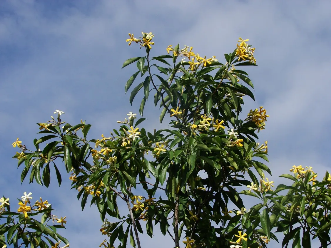 Sweetshade (Hymenosporum Flavum) — tree with yellow blooms
