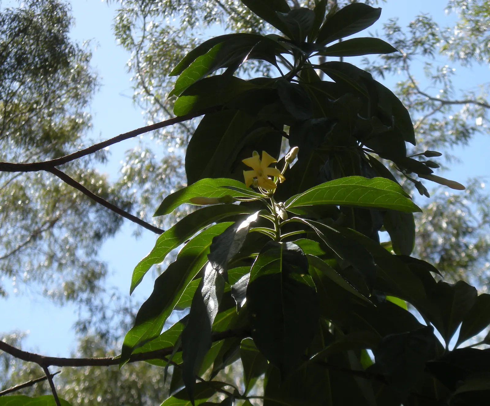 Sweetshade (Hymenosporum Flavum) — The Sweetshade can achieve a stately height of 20 to 30 feet with a canopy spread of 15 to 20 feet; tree with yellow blooms