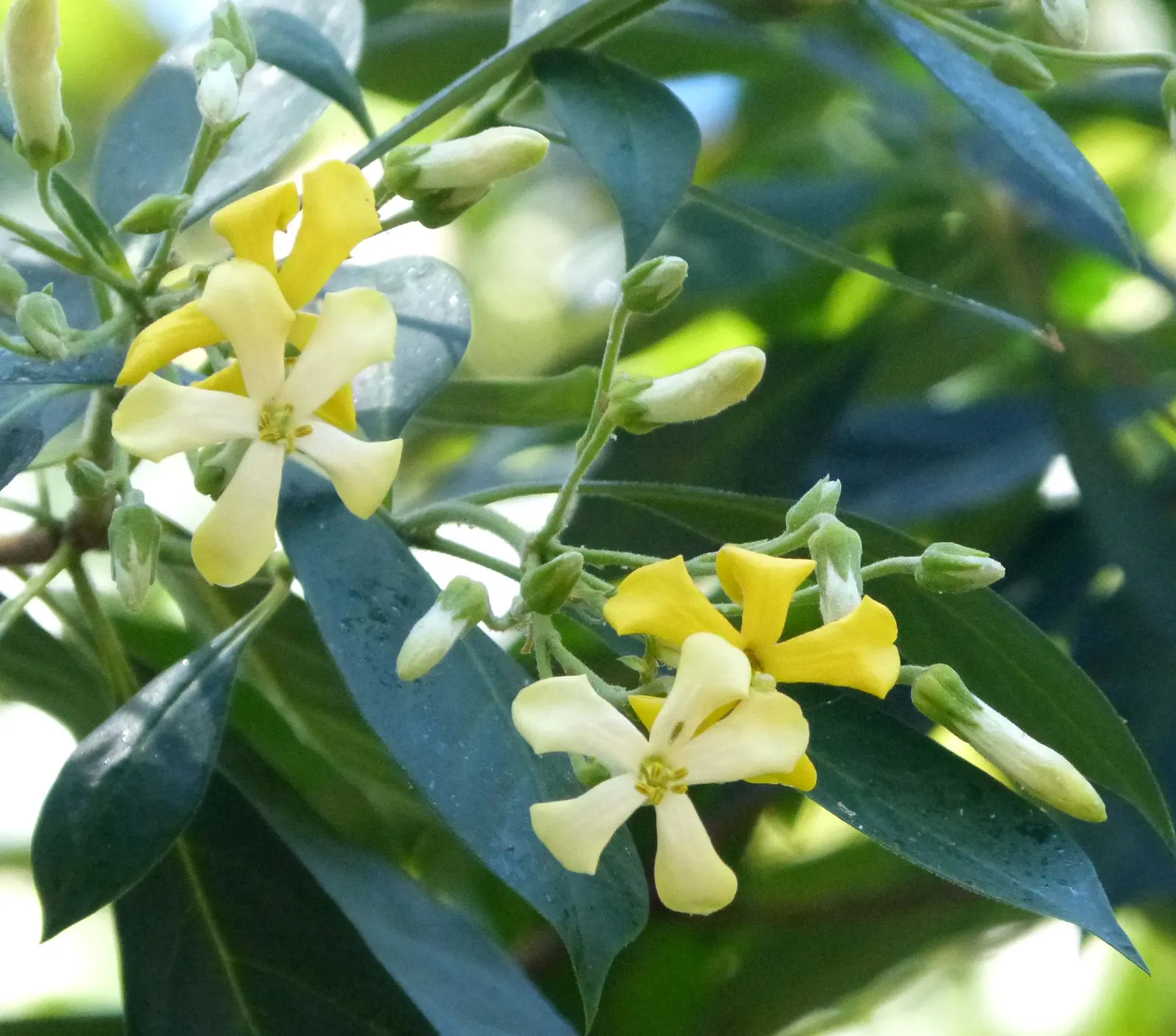 Sweetshade (Hymenosporum Flavum) — Ideal for screens or as a specimen tree, it thrives in well-drained soil and full sun to partial shade; yellow flowers in