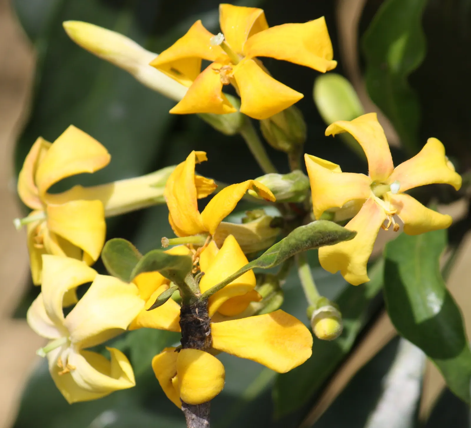 Sweetshade (Hymenosporum Flavum) — yellow flowers in the garden