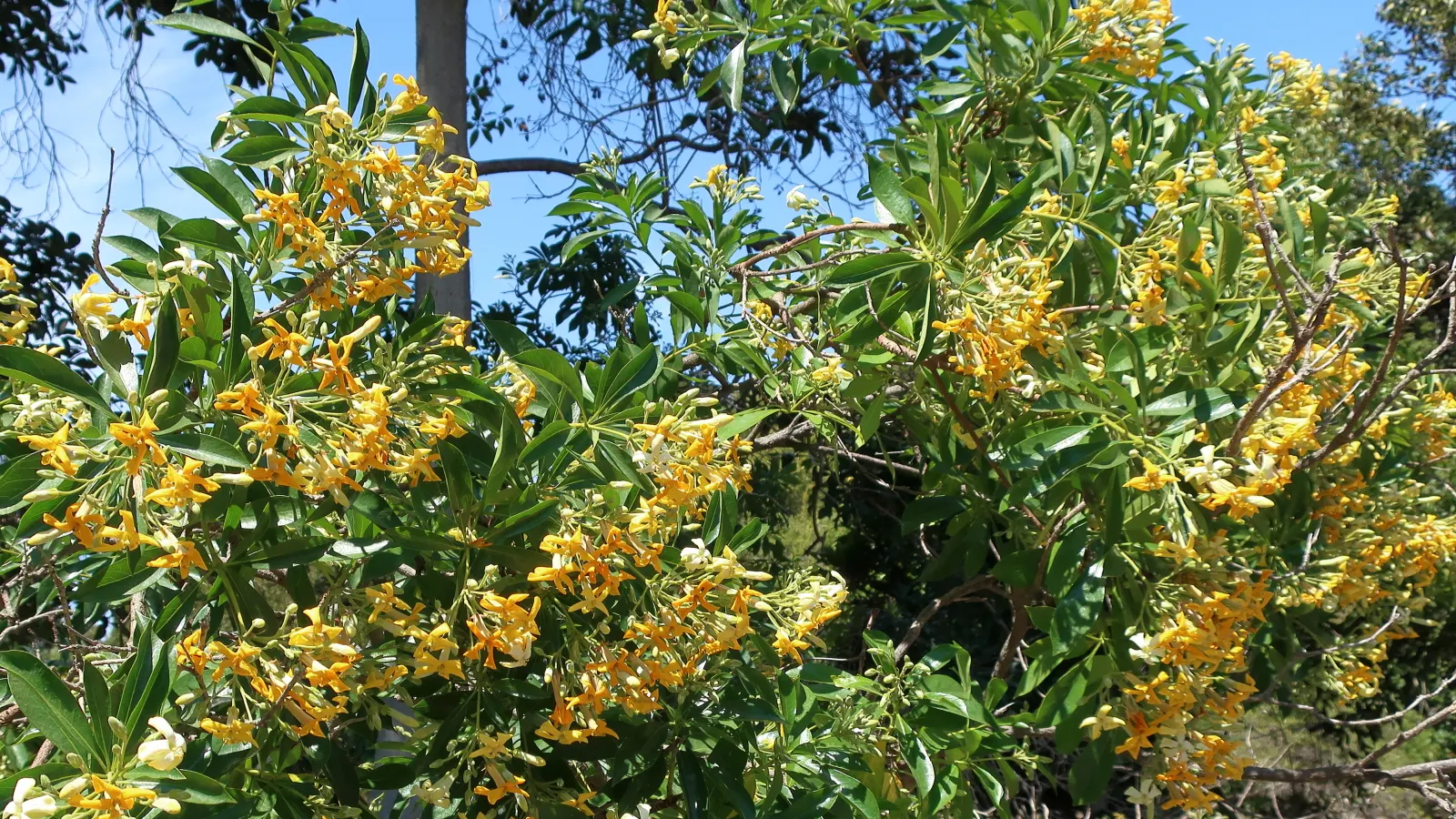 Sweetshade (Hymenosporum Flavum) — Ideal for screens or as a specimen tree, it thrives in well-drained soil and full sun to partial shade
