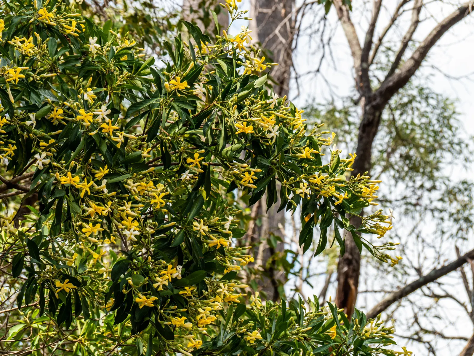 Sweetshade (Hymenosporum Flavum) — adding a vibrant burst of color to any garden