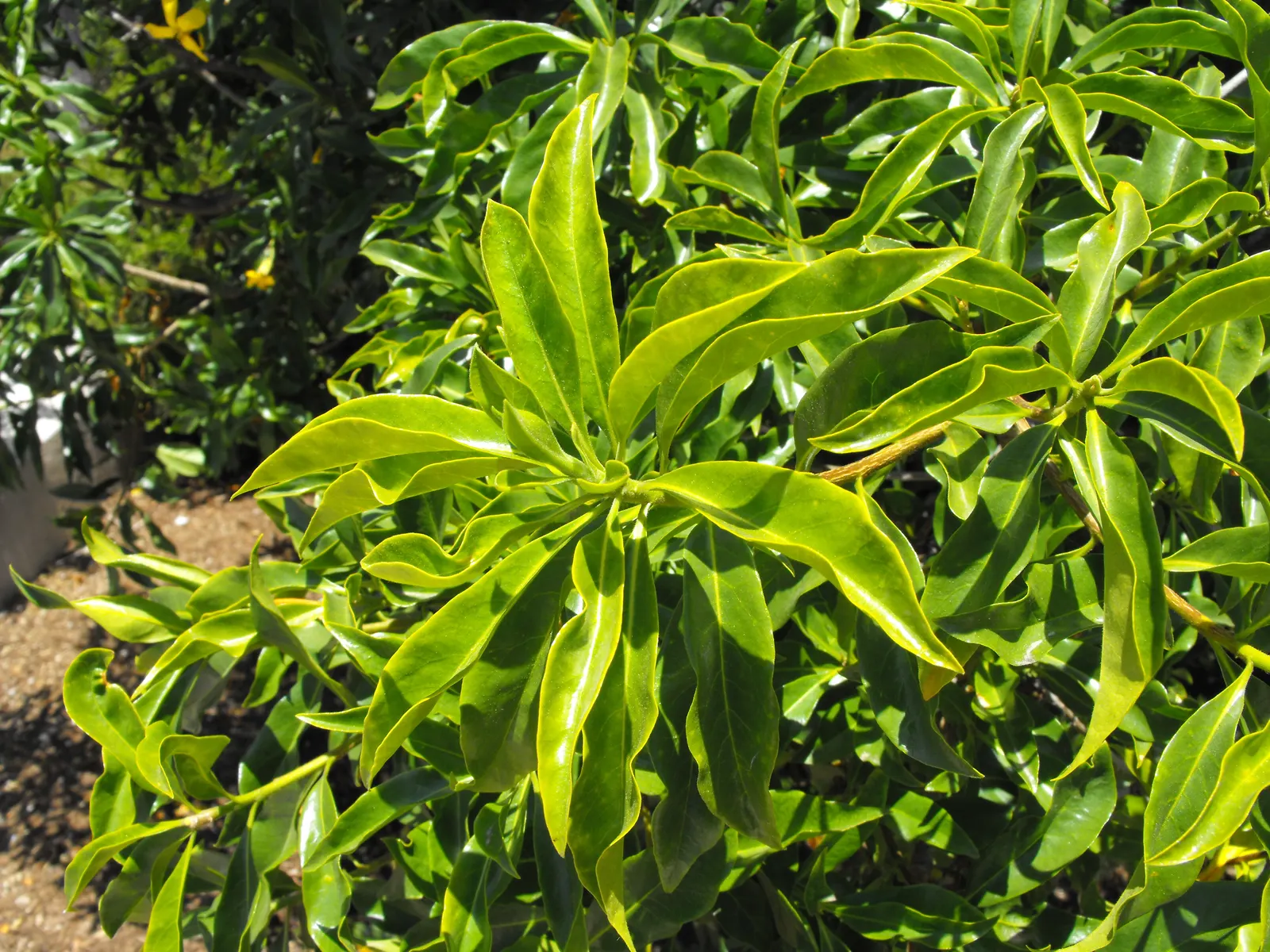 Sweetshade (Hymenosporum Flavum) — consider its vertical accent and olfactory appeal
