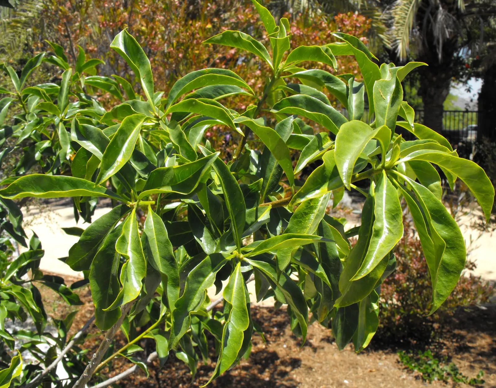 Sweetshade (Hymenosporum Flavum) — This fast-growing tree can reach 30 to 40 feet in height, with a canopy span of 15 to 20 feet