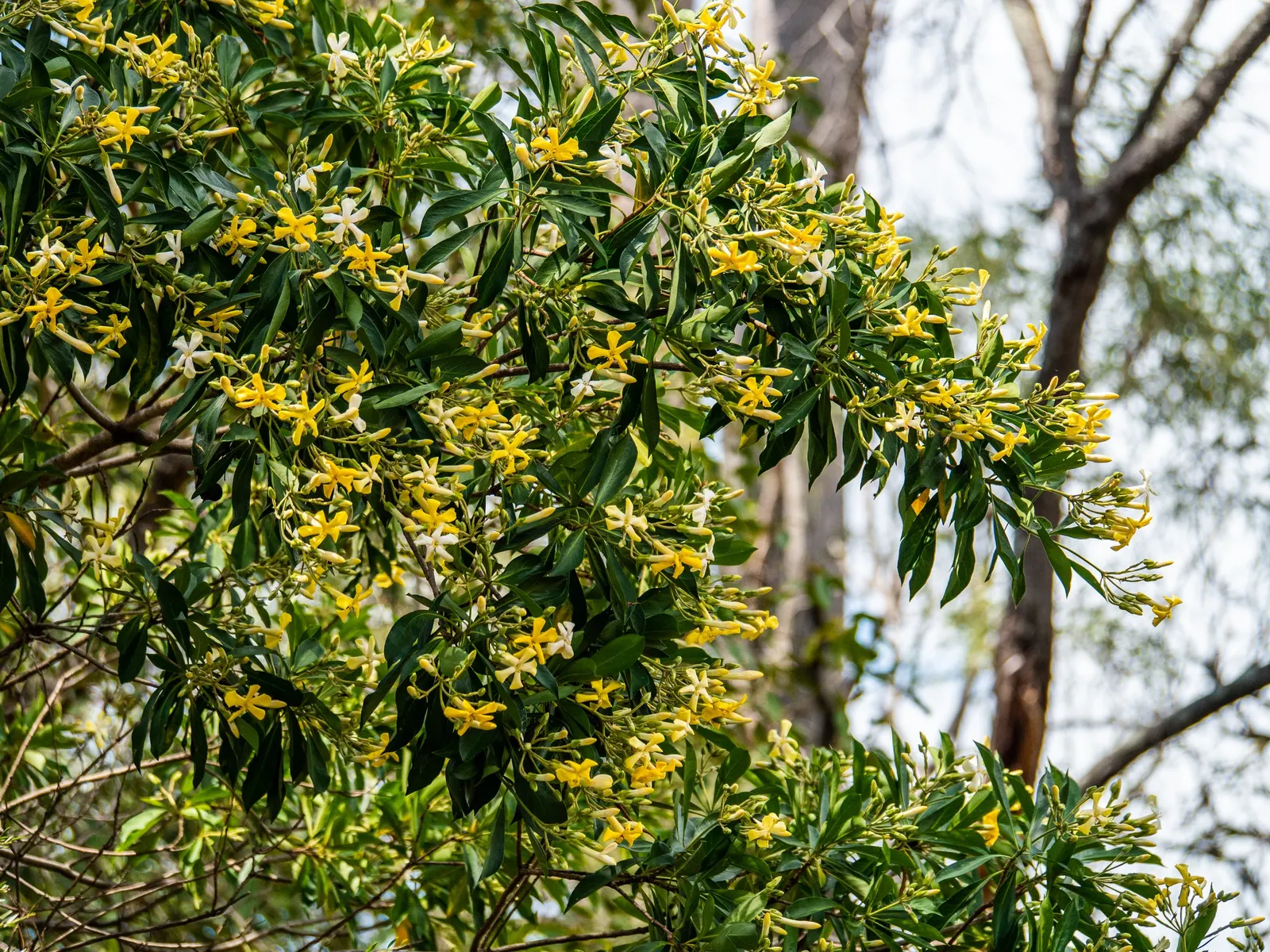 Sweetshade (Hymenosporum Flavum) — yellow flowers that evolve to a deep orange as they mature