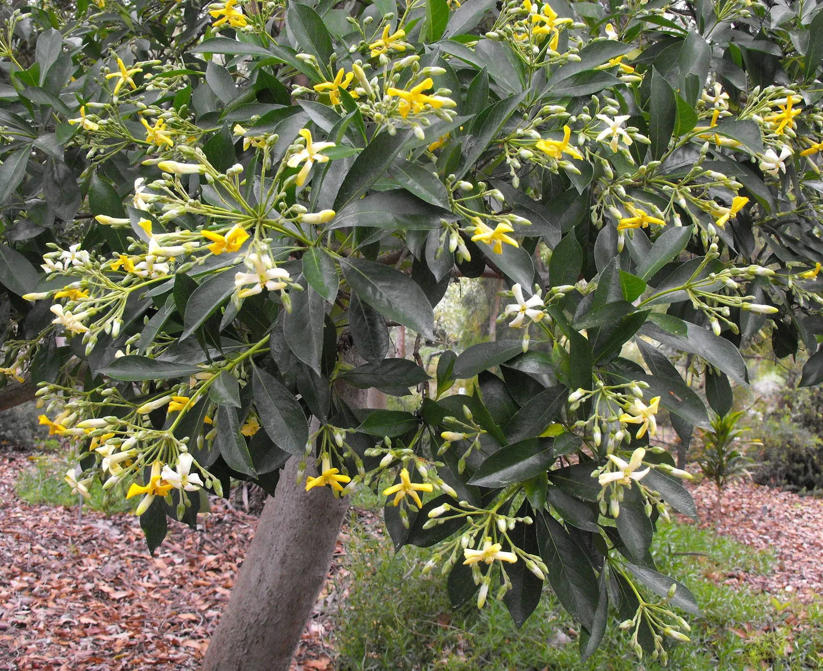 Sweetshade (Hymenosporum Flavum) — Once settled, they are moderately drought-resistant
