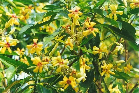Sweetshade (Hymenosporum Flavum) — including bees and butterflies.<br><br>Sweetshades prefer well-drained soil