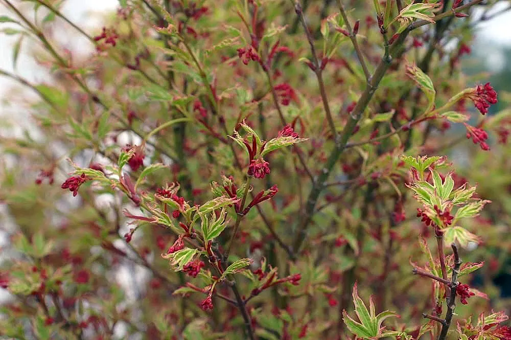 Butterfly Japanese Maple (Acer Palmatum 'Butterfly') — reaching 6-8 feet tall with a similar spread in 10 years