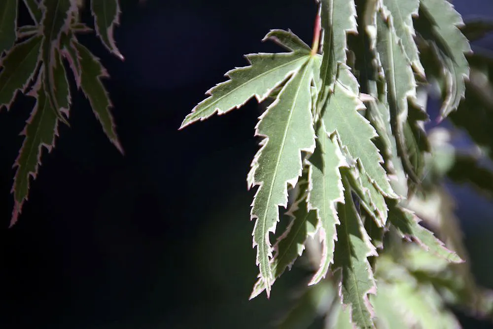 Butterfly Japanese Maple (Acer Palmatum 'Butterfly') — deciduous cultivar of Japanese Maple
