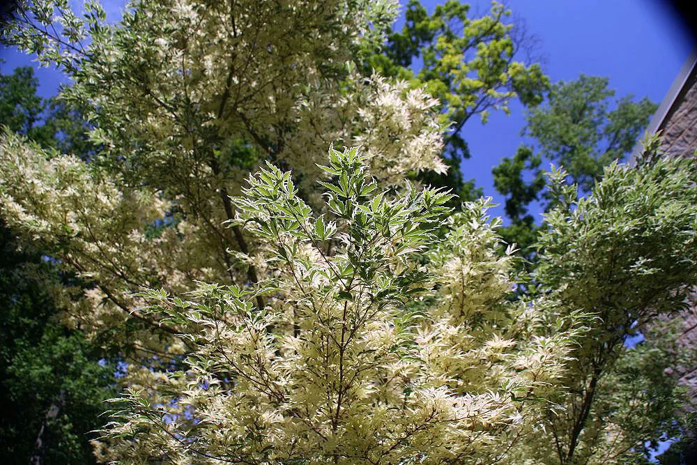 Butterfly Japanese Maple (Acer Palmatum 'Butterfly') — This ornamental tree grows slowly