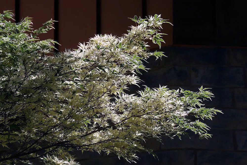 Butterfly Japanese Maple (Acer Palmatum 'Butterfly') — admired for its variegated leaves with white and green patterns edged in pink