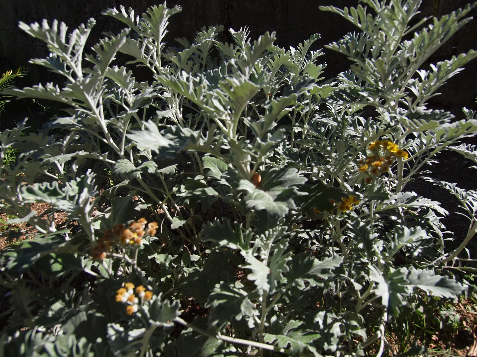Silver Knapweed (Centaurea Ragusina) — The blooms stand atop long