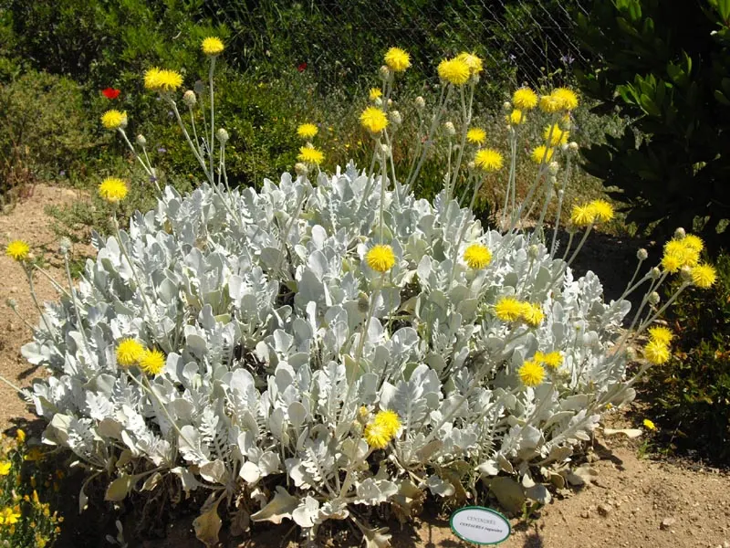 Silver Knapweed (Centaurea Ragusina) — Silver Knapweed produces conspicuous yellow flowers