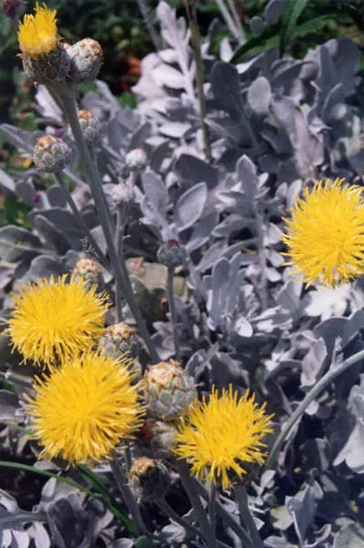 Silver Knapweed (Centaurea Ragusina) — giving this plant a delightful