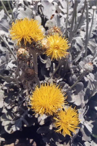 Silver Knapweed (Centaurea Ragusina) — rounded form.<br><br>From late spring to early summer