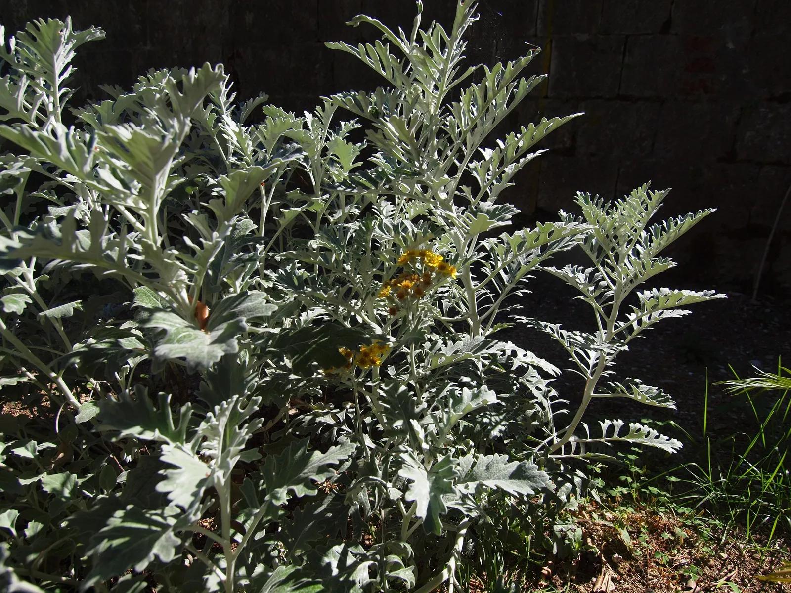 Silver Knapweed (Centaurea Ragusina) — slender stems that rise elegantly above the foliage