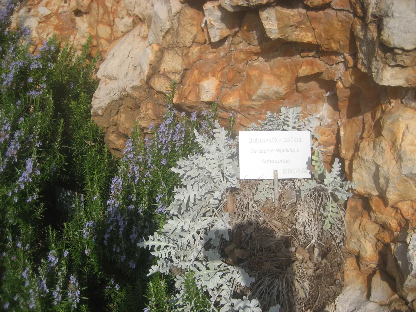 Silver Knapweed (Centaurea Ragusina) — reaching up to 24 inches in height