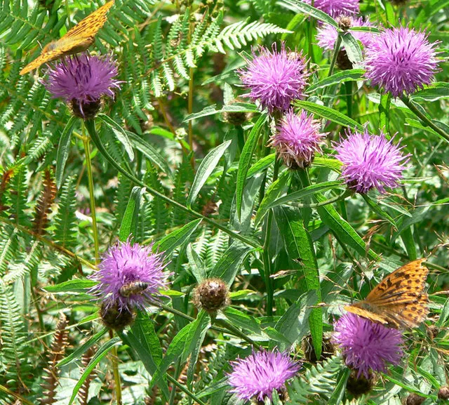 Silver Knapweed (Centaurea Ragusina) — It thrives in full sun and well-drained soils