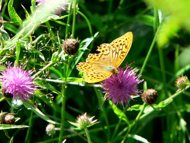 Silver Knapweed (Centaurea Ragusina) — ideal for xeriscaping and coastal gardens