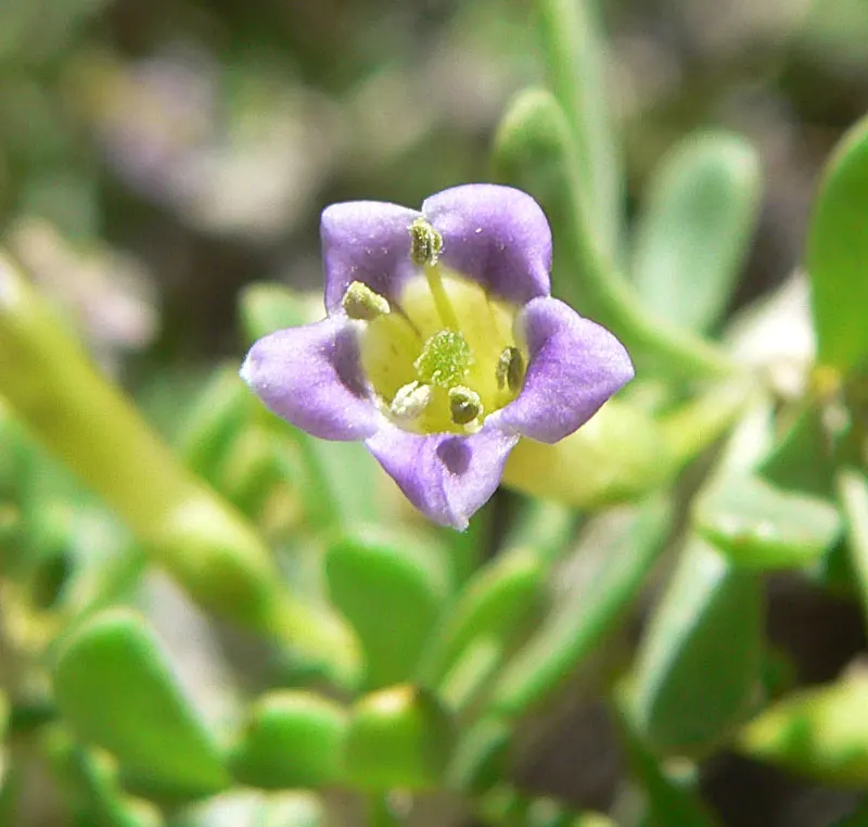 Desert Wolfberry, Anderson Thornbus (Lycium Andersonii) — The shrub presents a semi-deciduous nature