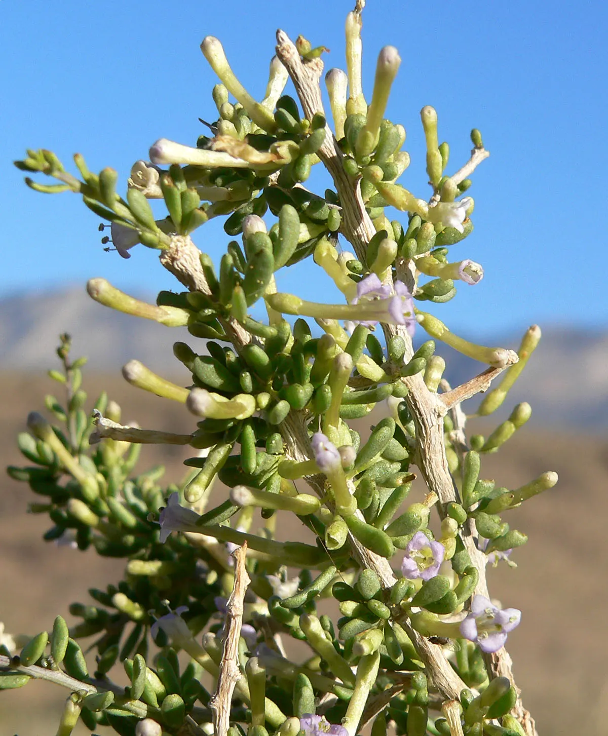 Desert Wolfberry, Anderson Thornbus (Lycium Andersonii) — about 1/4 inch in diameter