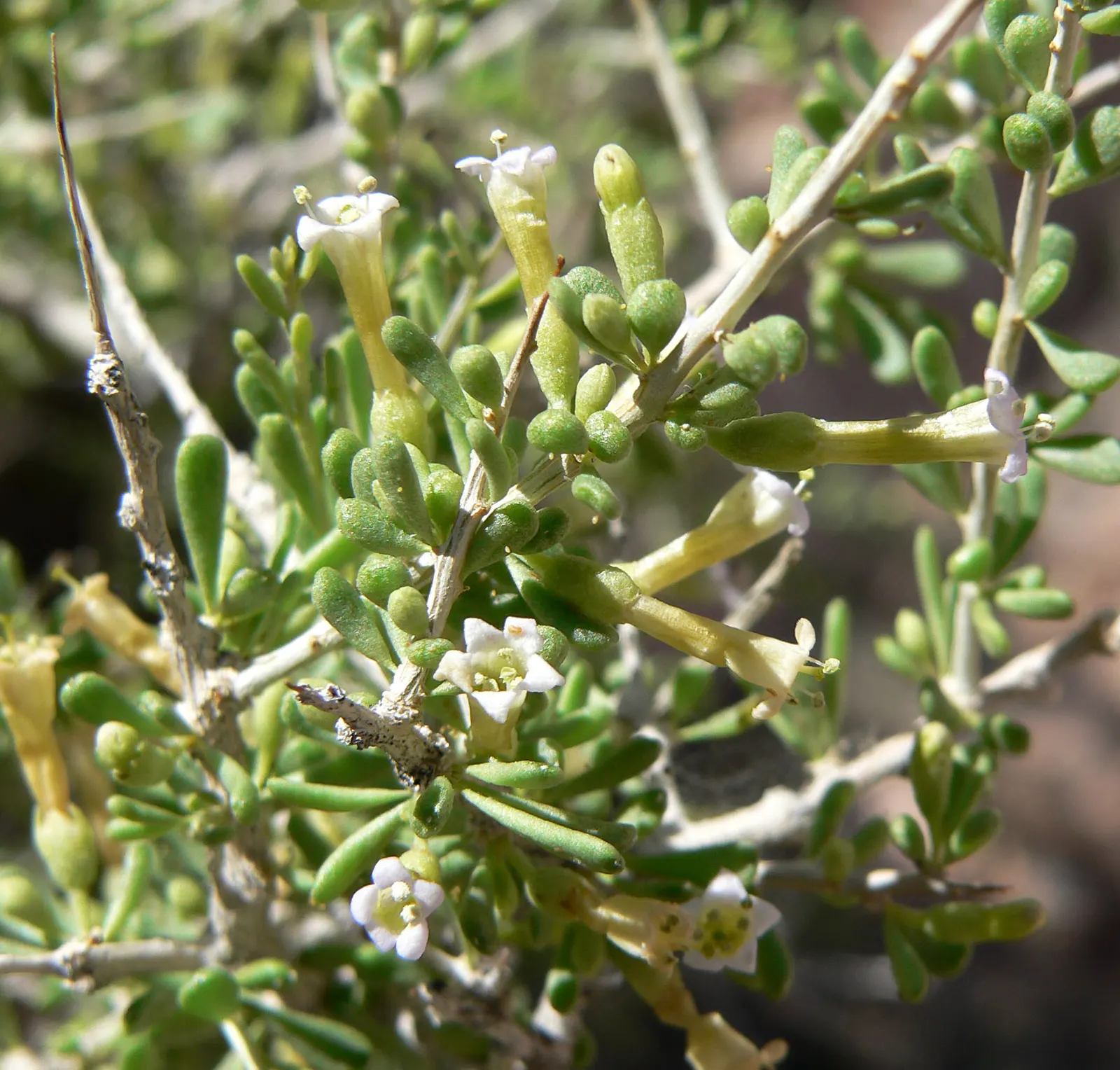 Desert Wolfberry, Anderson Thornbus (Lycium Andersonii) — offering aesthetic appeal through the spring months.<br><br>By late summer to fall
