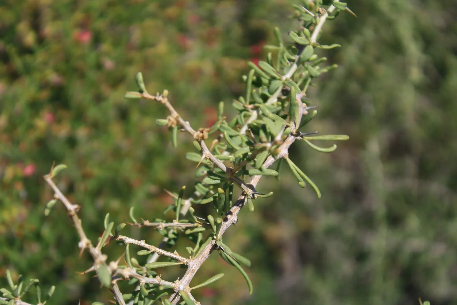 Desert Wolfberry, Anderson Thornbus (Lycium Andersonii) — It features a dense growth habit, typically reaching 3-5 feet tall and wide