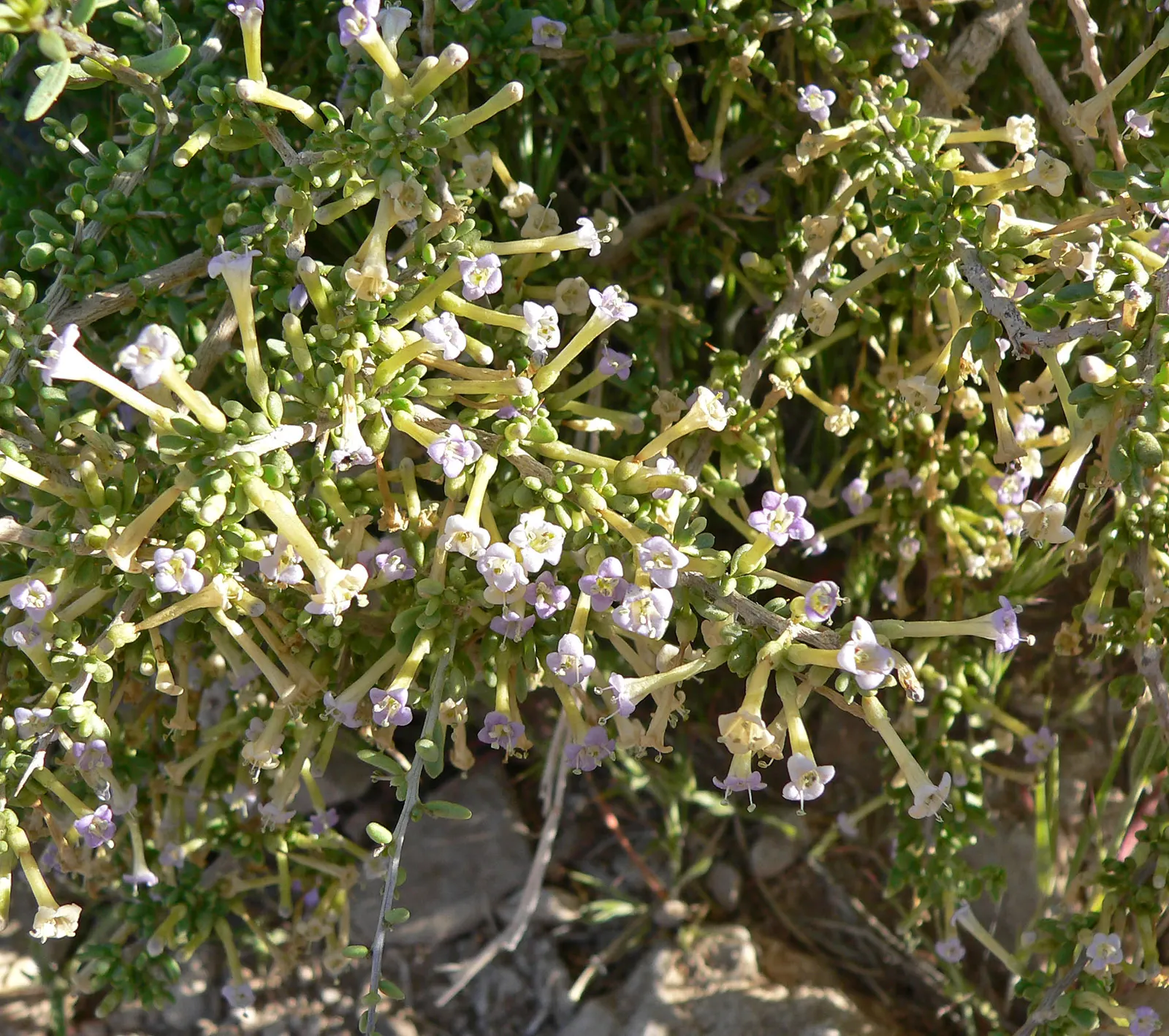 Desert Wolfberry, Anderson Thornbus (Lycium Andersonii) — ensure it is positioned in full sun with well-draining soil