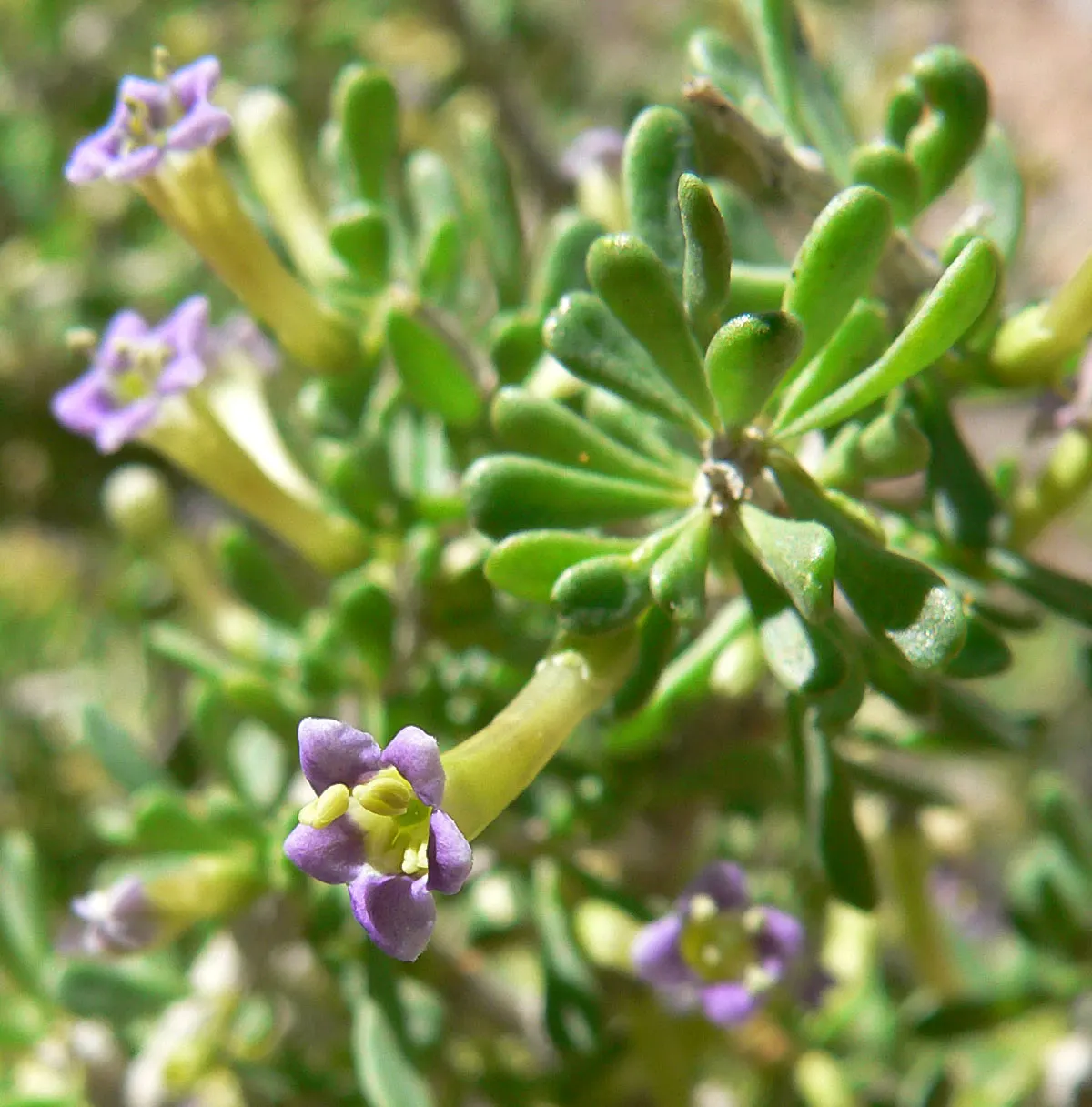 Desert Wolfberry, Anderson Thornbus (Lycium Andersonii) — This adaptable plant thrives in full sun and well-drained soils