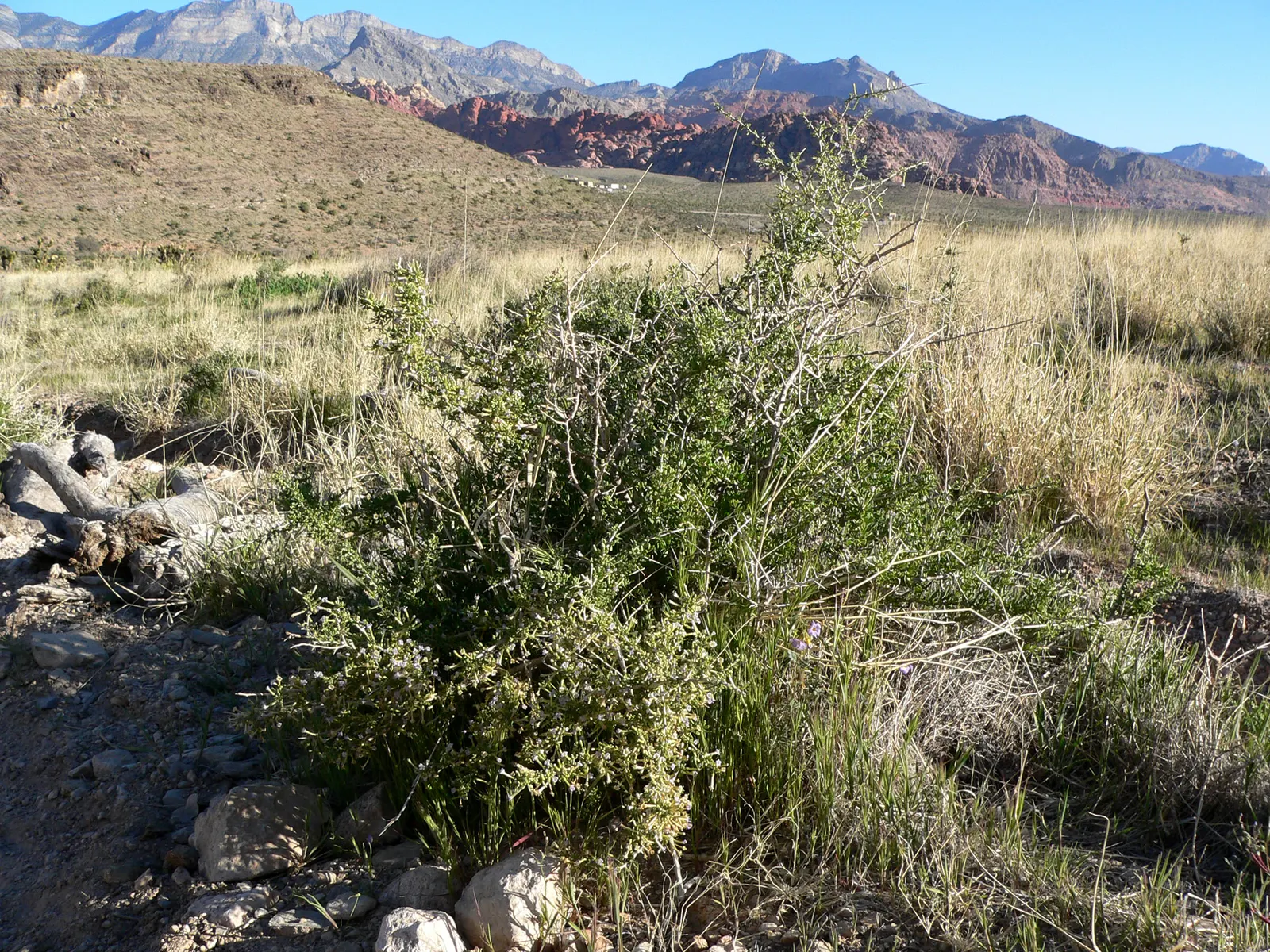 Desert Wolfberry, Anderson Thornbus (Lycium Andersonii) — mimicking its natural desert environment