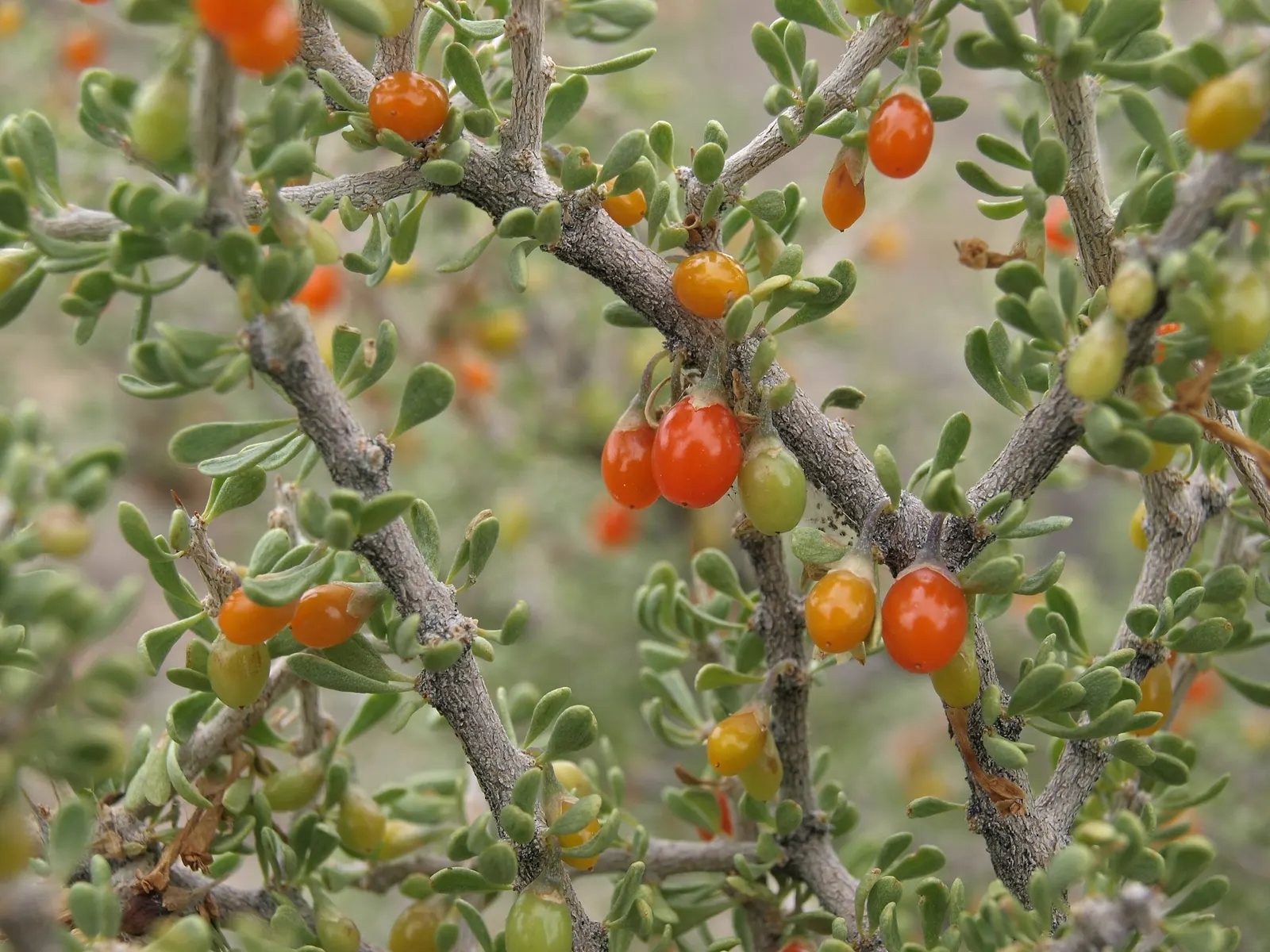 Desert Wolfberry, Anderson Thornbus (Lycium Andersonii) — Vibrant small purple flowers bloom in spring, giving way to red-orange berries by summer