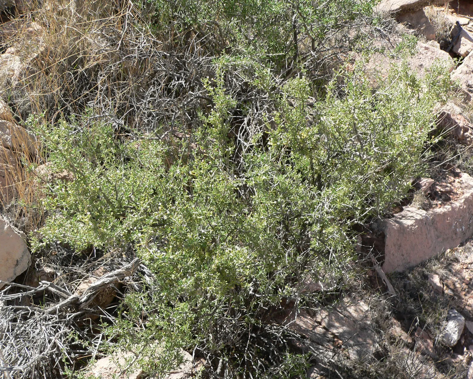 Desert Wolfberry, Anderson Thornbus (Lycium Andersonii) — commonly referred to as Desert Wolfberry or Anderson Thornbush