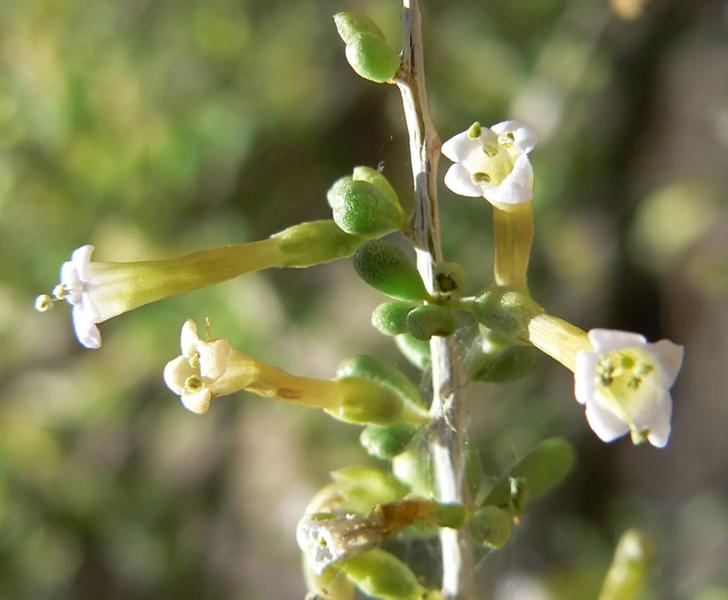 Desert Wolfberry, Anderson Thornbus (Lycium Andersonii) — providing a habitat for wildlife and a splash of color to xeric landscapes
