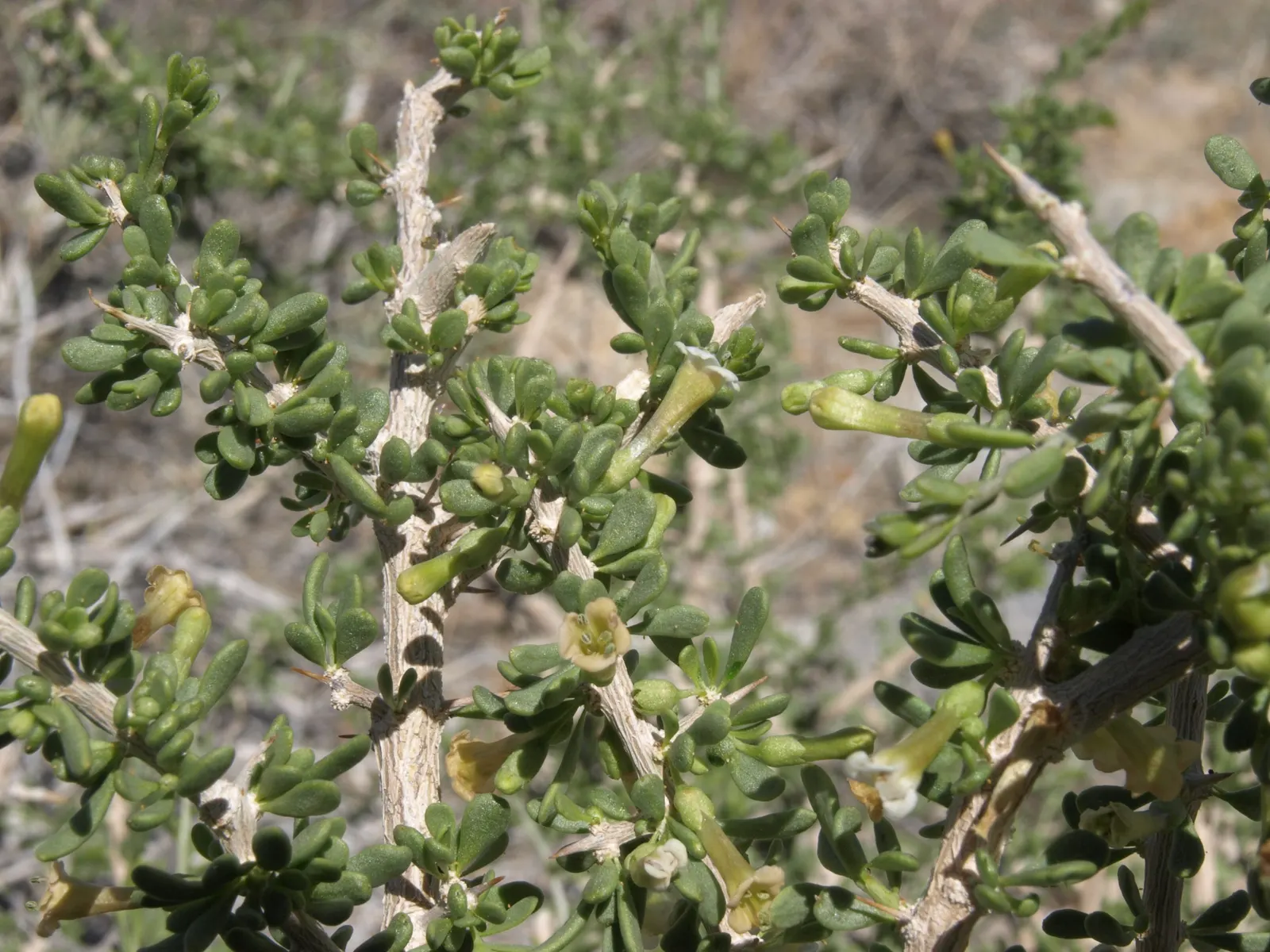 Desert Wolfberry, Anderson Thornbus (Lycium Andersonii) — The Desert Wolfberry, or Lycium andersonii, is a resilient, drought-tolerant shrub native to arid