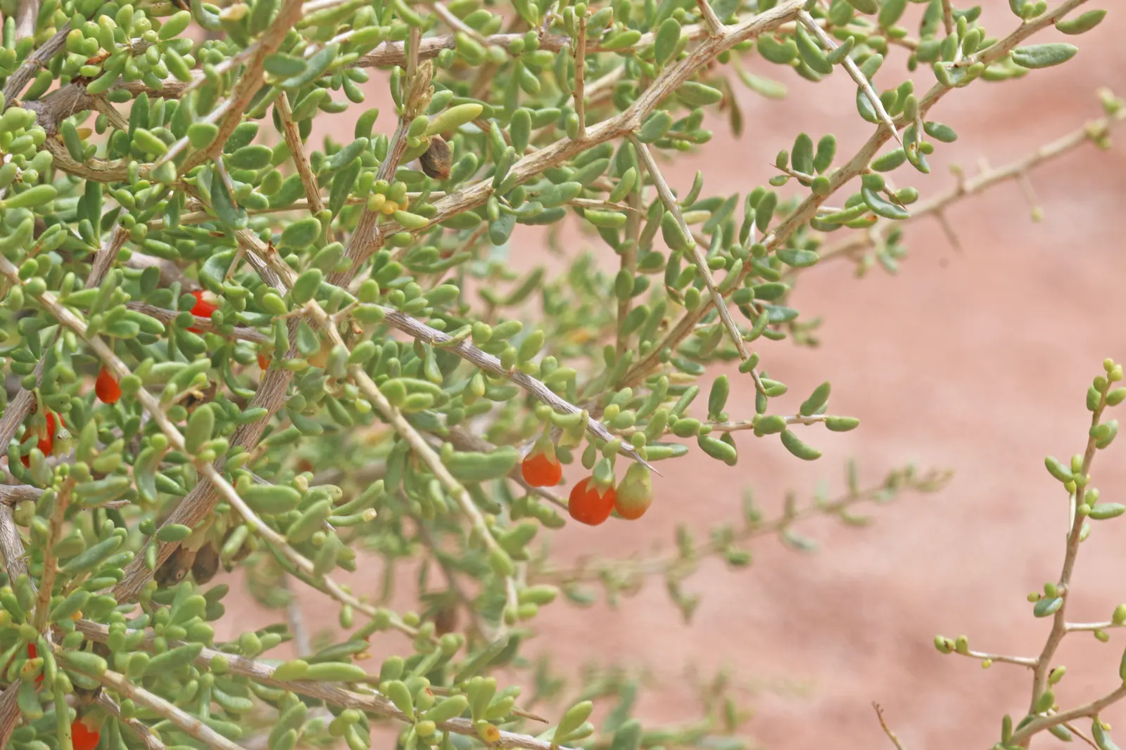 Desert Wolfberry, Anderson Thornbus (Lycium Andersonii) — the plant yields edible red berries