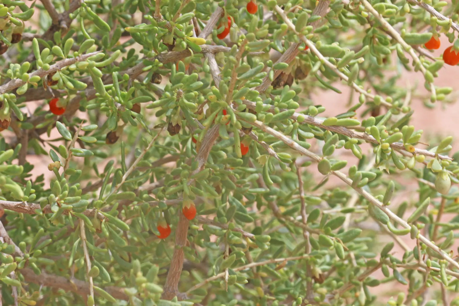Desert Wolfberry, Anderson Thornbus (Lycium Andersonii) — which are a valuable food source for local wildlife and can be incorporated into human diets as well