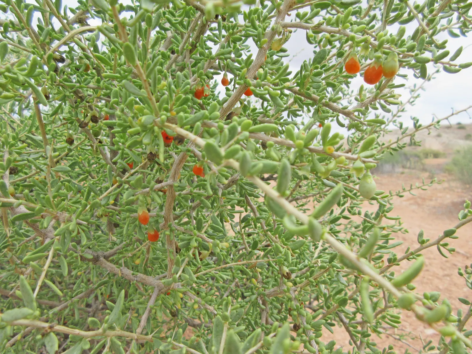Desert Wolfberry, Anderson Thornbus (Lycium Andersonii) — The presence of thorns along its branches serves as a natural deterrent to browsing animals