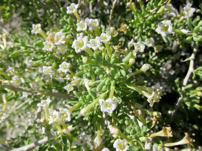 Desert Wolfberry, Anderson Thornbus (Lycium Andersonii) — is a resilient shrub indigenous to the arid landscapes of the Southwestern United States