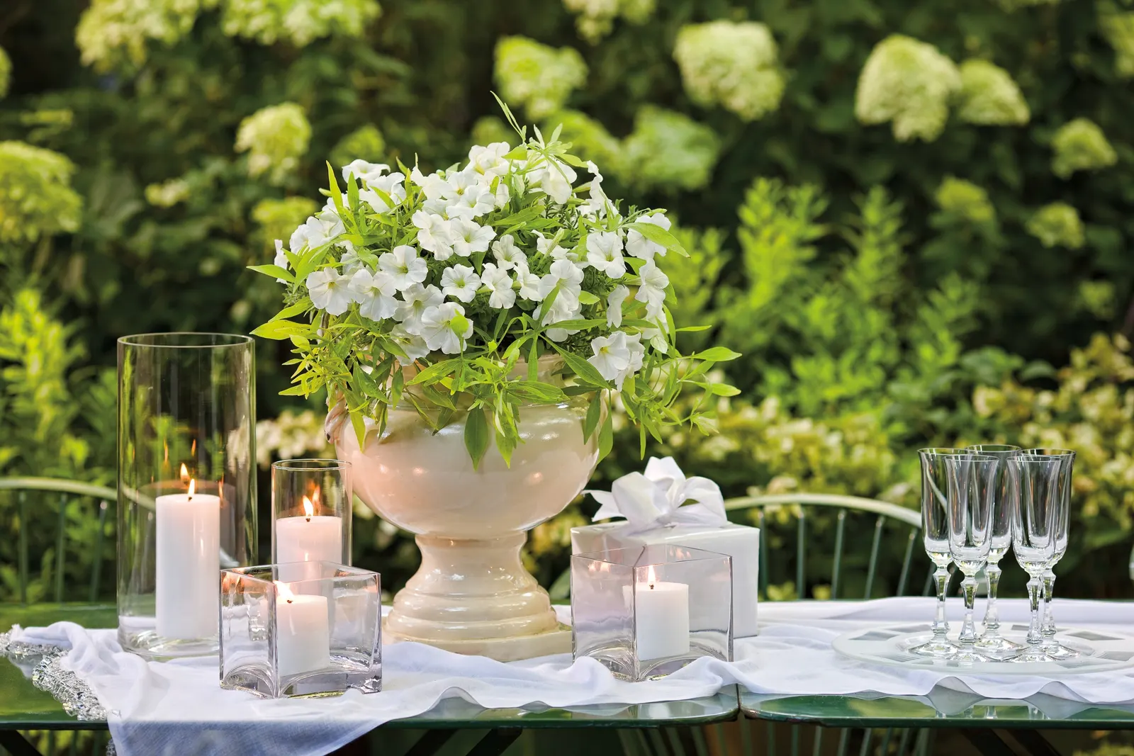 Limelight Panicle Hydrangea (Hydrangea paniculata) — long-lived hydrangea paniculata plant is easy to grow; limelight panicle hydrangea likes full, image 54