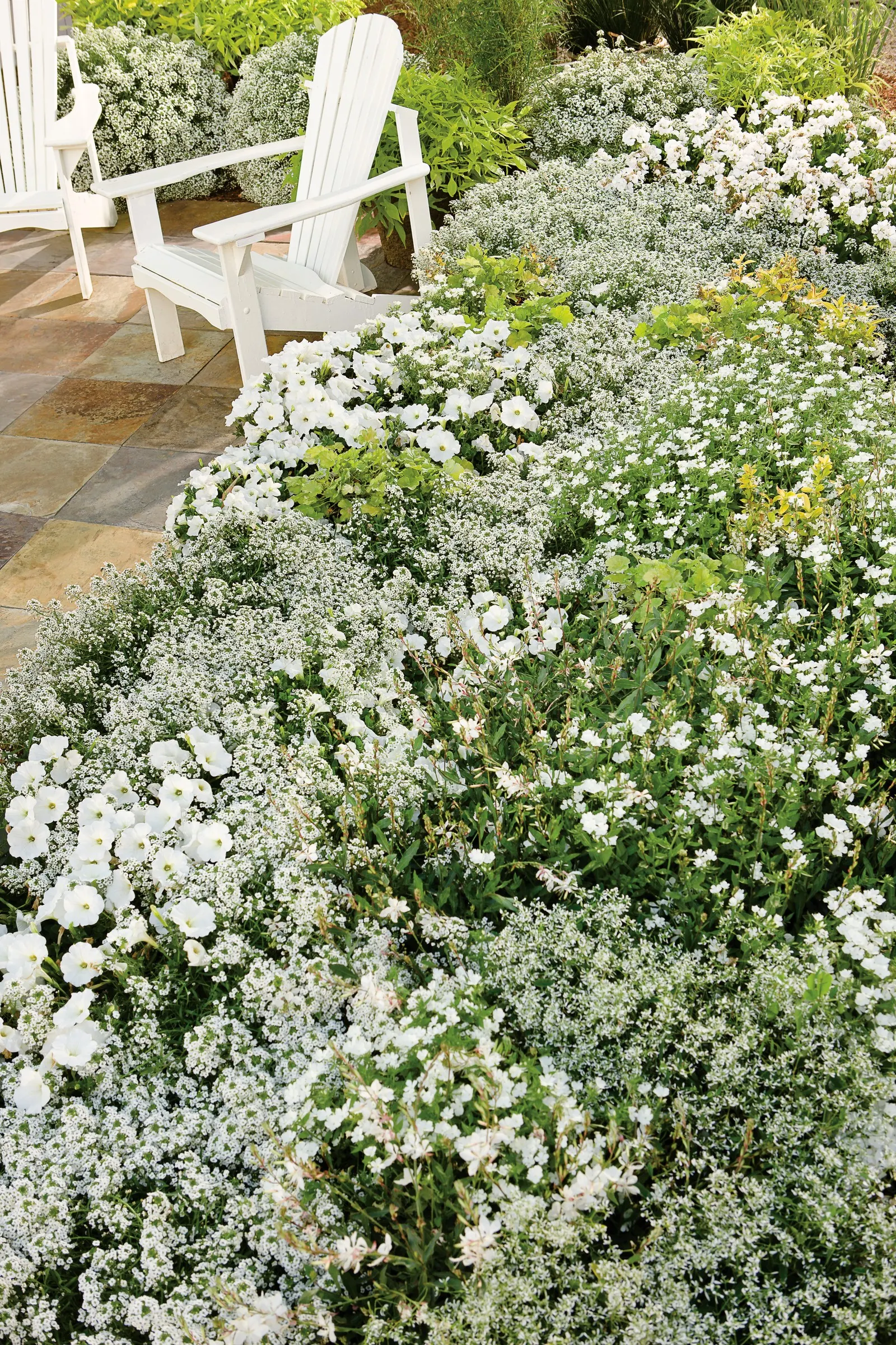 White Petunia — especially this Mini Vista white petunia; supertunias are heavy feeders, but a single dose is usually sufficient for landscape beds, image 57