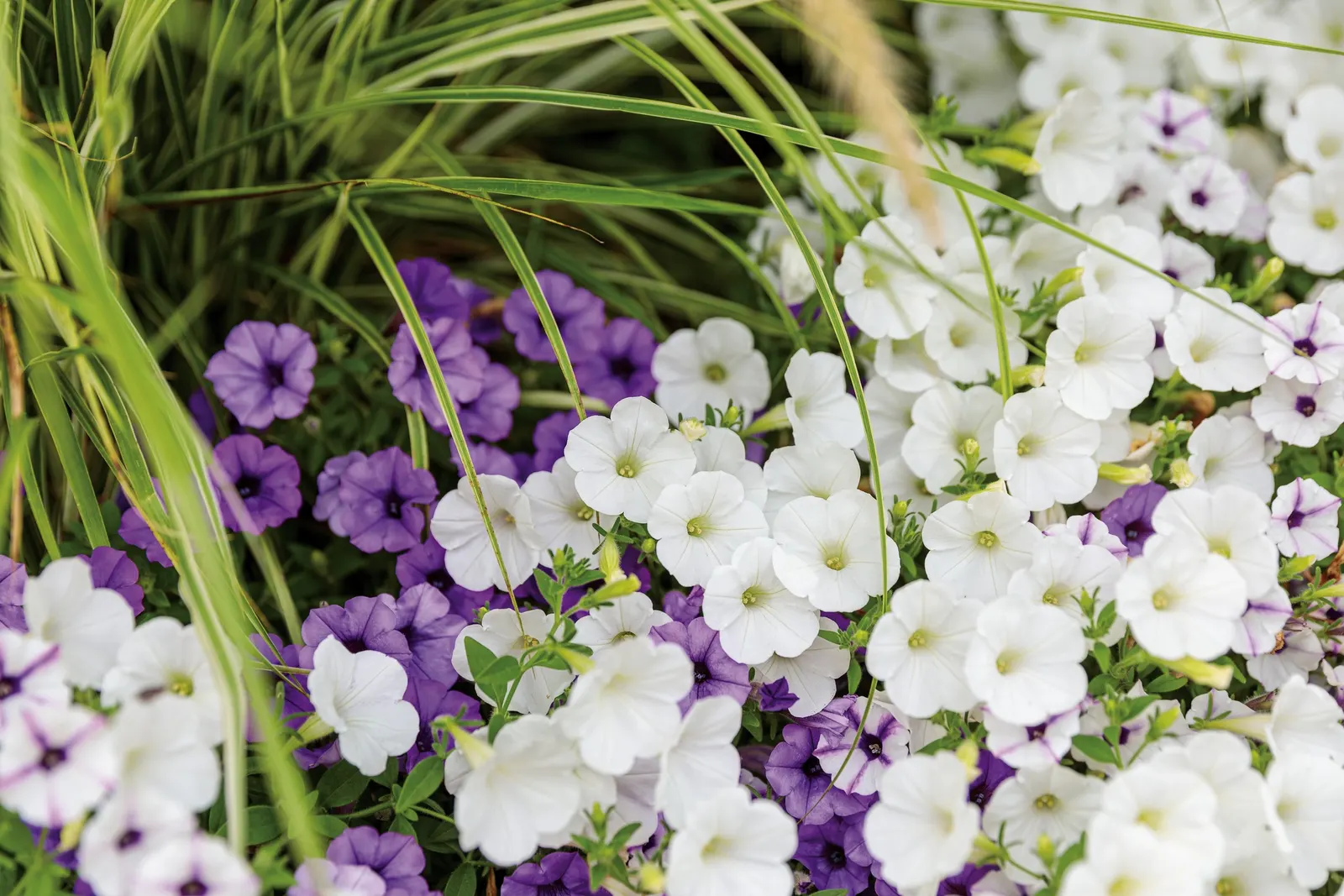 White Petunia — Supertunias are heavy feeders, but a single dose is usually sufficient for landscape beds in most climates