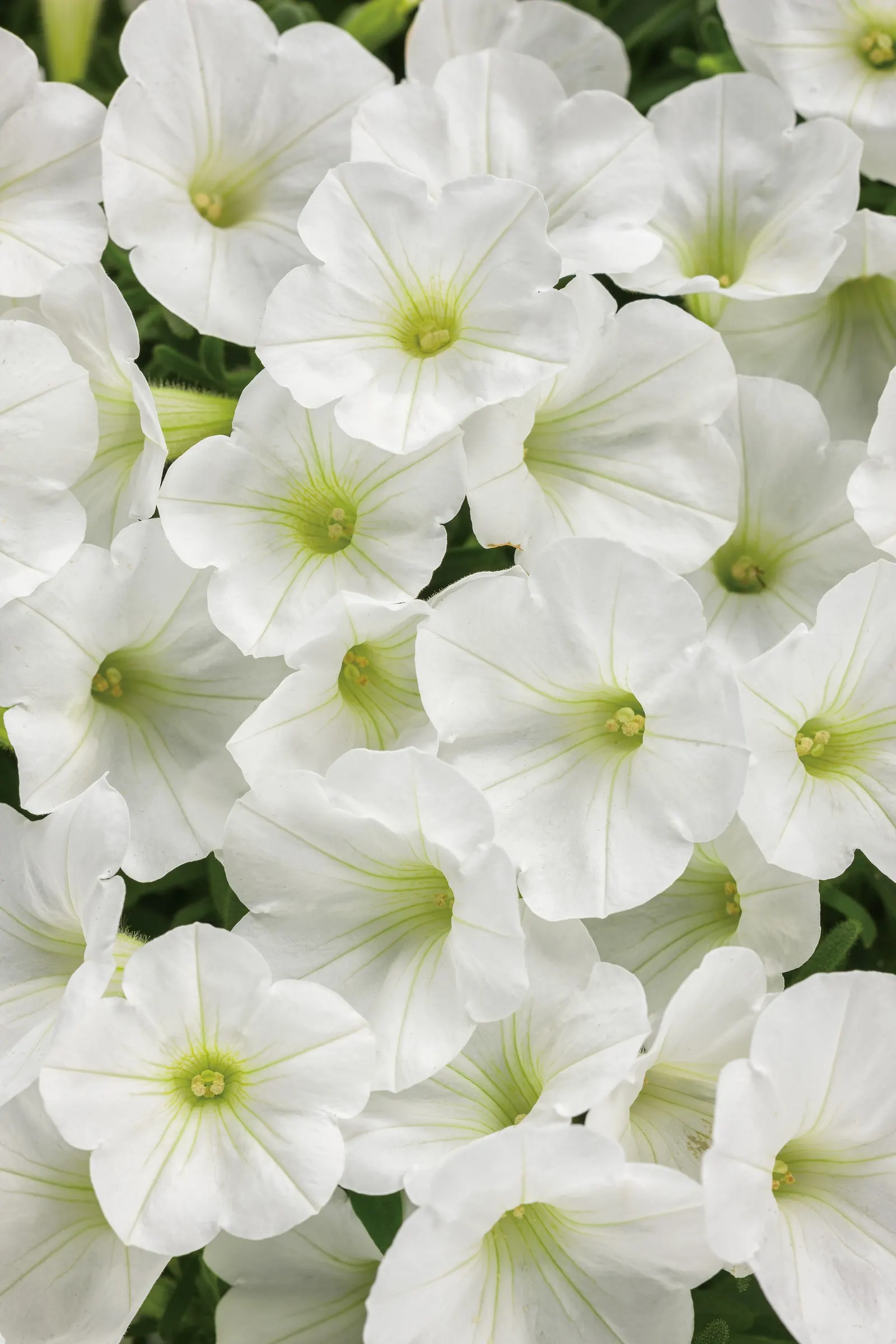 White Petunia — These are heat tolerant plants; you may repeat the trim as needed through the season, image 79