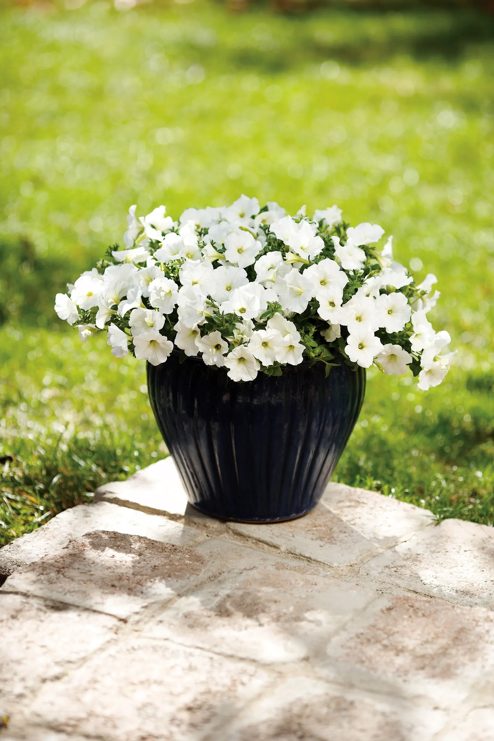 White Petunia — They grow vigorously and are absolutely covered in cheerful blooms from spring into fall