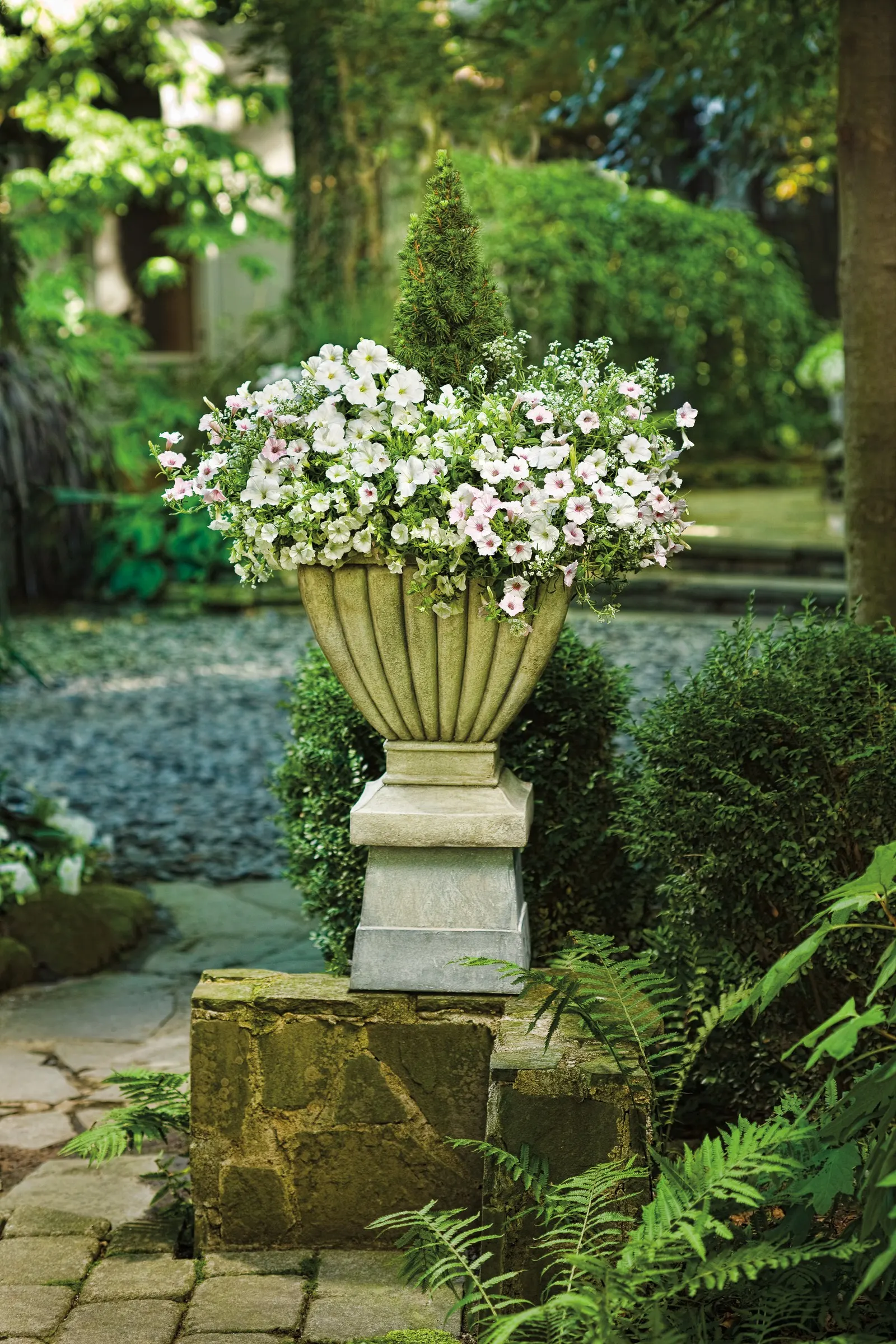 Silverberry Petunia — These are heat tolerant plants that aren't particularly fussy and need little routine maintenance
