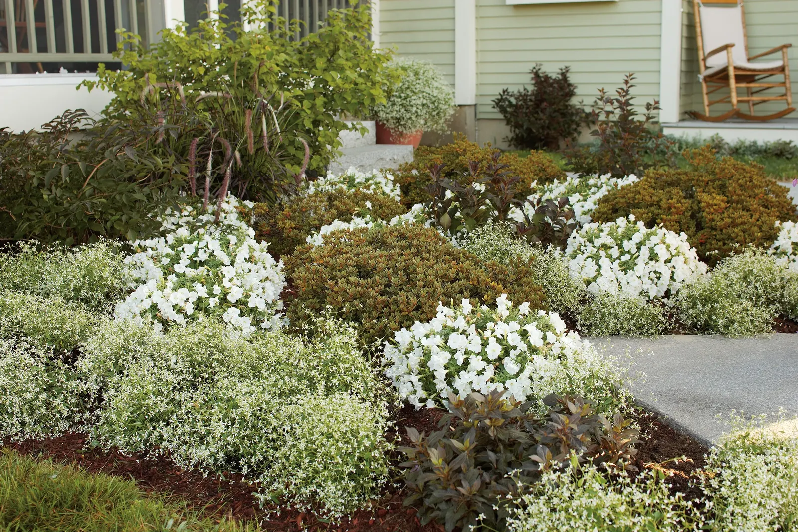 White Petunia — a vigorous white trailing petunia; proven Winners - Supertunia Mini Vista® White - Petunia white plant details, information and, image 52