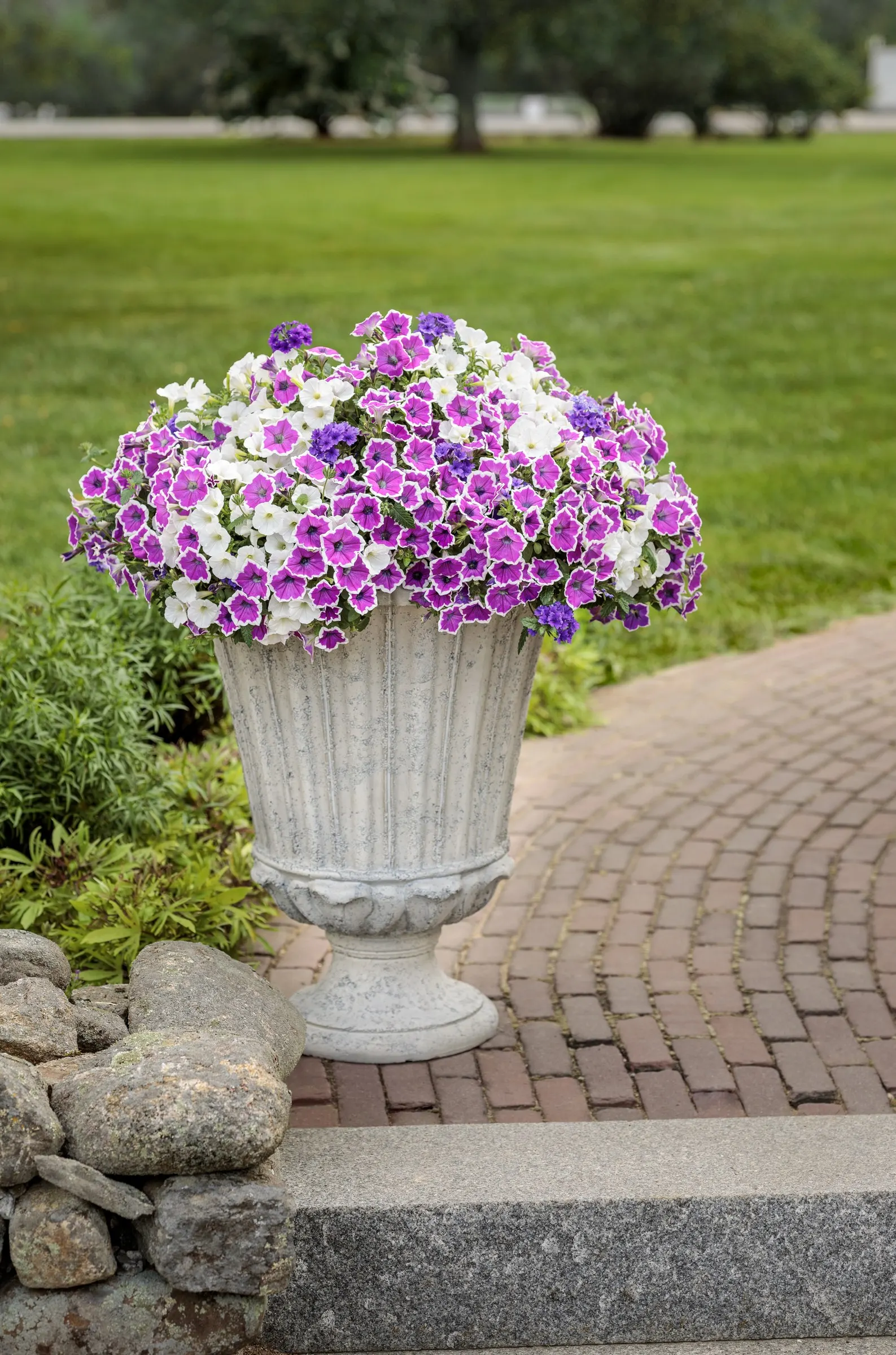 Cobalt™ Verbena — commonly referred to as Cobalt™ Verbena