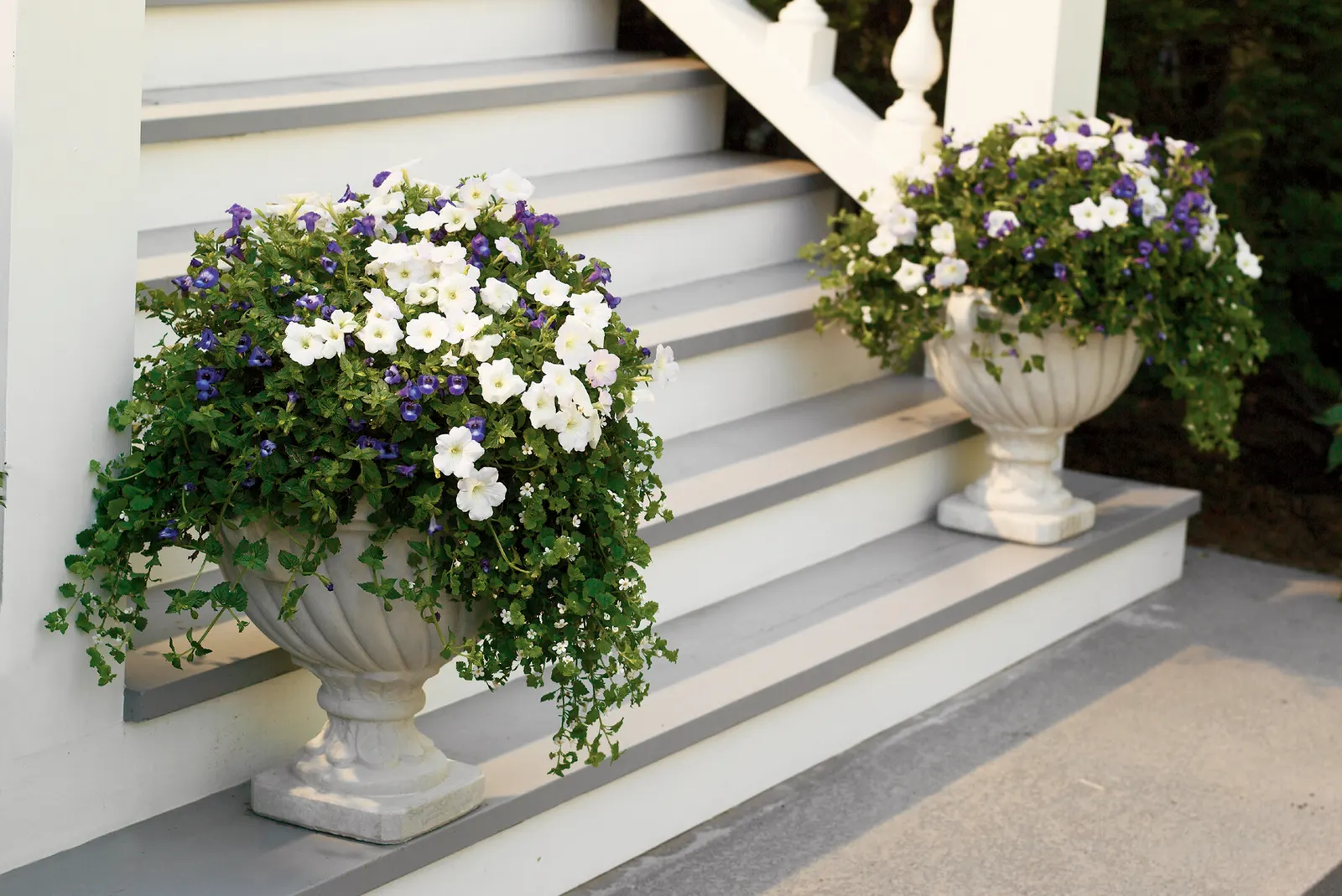 White Petunia — especially this Mini Vista white petunia; supertunias are heavy feeders, but a single dose is usually sufficient for landscape beds in most